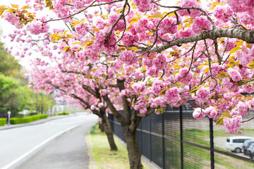 Beautiful cherry blossom background. Spring concept.