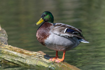 Mallard Duck (Anas platyrhynchos)