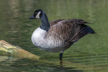 Canada goose (Branta canadensis)