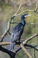 Great cormorant (Phalacrocorax carbo)