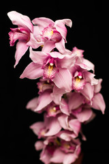 Naklejka na ściany i meble Pink orchids isolated against a black background