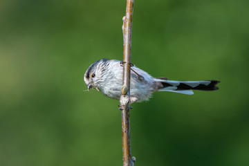 Long-tailed tit (Aegithalos caudatus)