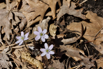Anemone (hepatica) wildflowers blooming in their natural woodland habitat in springtime