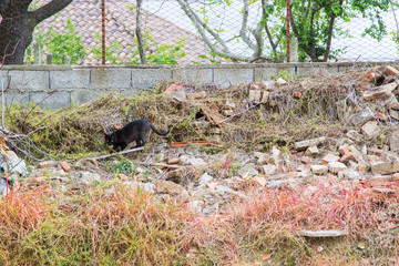 Black stray kitten in a medieval courtyard, adorable animal