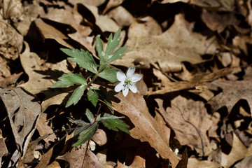 Single white anemone (hepatica) wildflower blooming in its natural woodland habitat in springtime