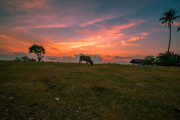 The background of the morning sunrise by the sea, with cows grazing and the twilight sky, blurred through the wind and a beautiful seaside tree