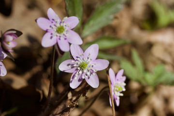 Anemone (hepatica) wildflowers blooming in their natural woodland habitat in springtime