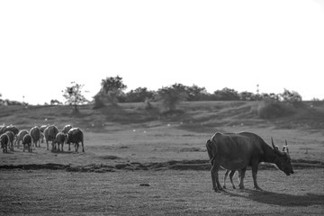 Fototapeta na wymiar The black and white background of animals (buffalo herds) that walk, run in the fields, are blurred by movement, live together in groups and use for agriculture, rice farming in Thailand.