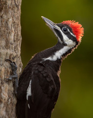 Fototapeta premium Pileated Woodpecker 