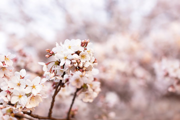 Beautiful cherry blossom or sakura background. Spring in Japan concept. Many flowers.
