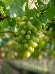Vine and bunch of green grapes at a vineyard. clusters of green grapes on a branch 