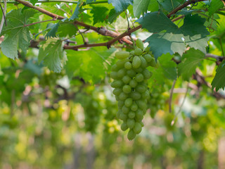 Vine and bunch of green grapes at a vineyard. clusters of green grapes on a branch 