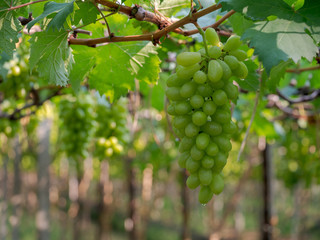Vine and bunch of green grapes at a vineyard. clusters of green grapes on a branch 