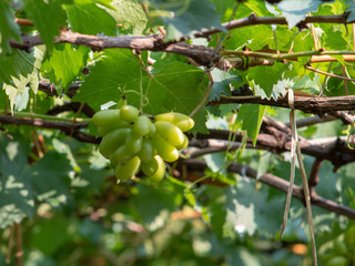 Vine and bunch of green grapes at a vineyard. clusters of green grapes on a branch 
