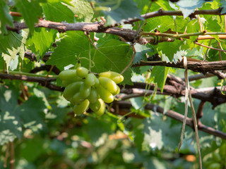 Vine and bunch of green grapes at a vineyard. clusters of green grapes on a branch 