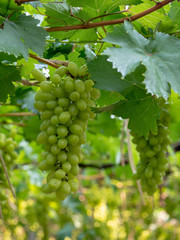 Vine and bunch of green grapes at a vineyard. clusters of green grapes on a branch 