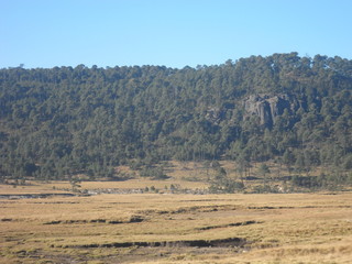 Obraz premium Bosque altiplano otomie