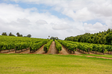 Vineyard In Cape Town