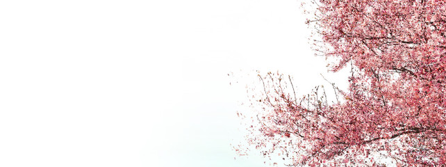 抽象的な桜