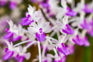 purple flowers in the garden