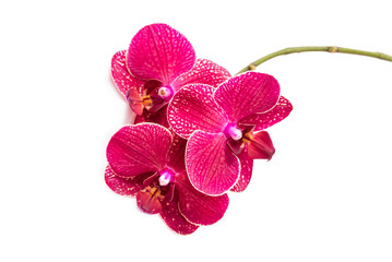 Fototapeta na wymiar Orchids. Flowers Red orchids. Flowering branch. isolate on white background