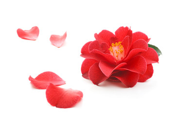 flowers of camellia on a white background - obrazy, fototapety, plakaty