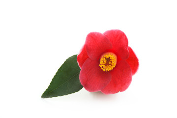Obraz na płótnie Canvas flowers of camellia on a white background