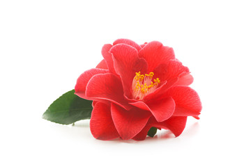 flowers of camellia on a white background