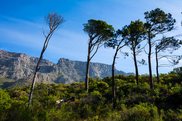 Fototapeta na wymiar Table Mountain Through Trees