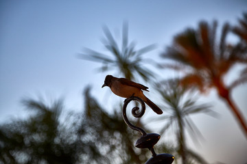 bird evening light palm trees