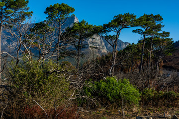 Table Mountain Through The Trees