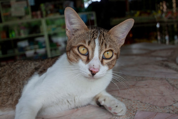 Cat sitting on marble table on blur background.