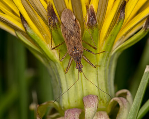 Macro photograph of an Assassin bug climbing down the side of a dandelion