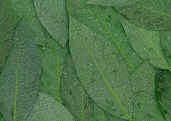 Avocado green wet leaves backside astract background