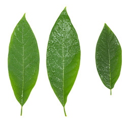 Three avocado green wet leaves isolated over white