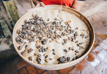 Cropped shot view of Indonesian woman holding a wooden tray of civet cat poo containing digested coffee beans. The process of Luwak coffee one of the world's expensive coffee.