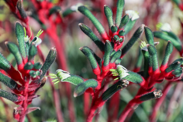 カンガルーポー