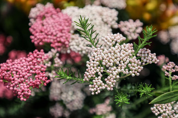 ライスフラワー