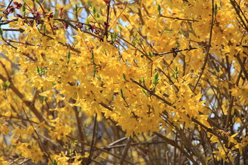 レンギョウ(宮城県)