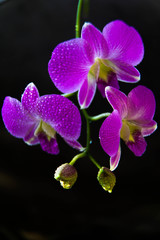 Blossoming branch of purple moth orchids flower isolated on black background