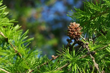 Small cone and needle fascicles of coniferous evergreen tree European larch, latin name Larix Decidua, sunbathing in spring sunshine.