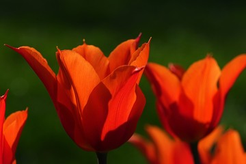 Orange blossoming tulip flowers, possibly Orange Emperor hybrid kind, also called Fosteriana tulip, in afternoon sunshine