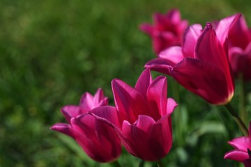 Satin-rose to pink coloured tulip flowers of Mariette kind, also called Lily-flowered tulip, sunbathing in afternoon sunshine., green lawn background. 