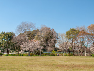 公園の桜_1