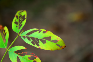 The leaves that were eaten by the worm
