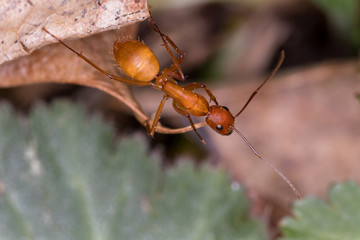 Macro photograph of a Camponotus (Carpenter) ant crawling on leaf