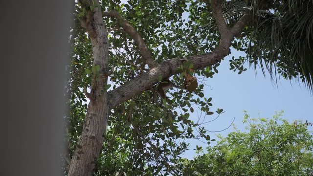Toque macaque in Sri Lanka