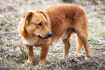 Homeless street dog with red hair on the lawn in the city park. Four-legged domestic animal abandoned by people close-up.