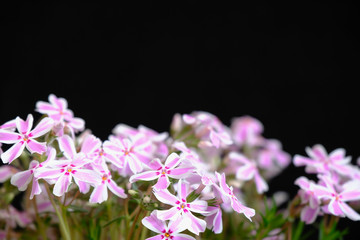 moss pink flower