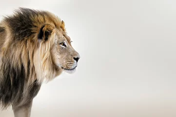 Foto op Aluminium Mannetjes leeuw uit het gezichtsportret van de Kgalagadi-woestijn in beeldende kunst. Panthera leo © EtienneOutram